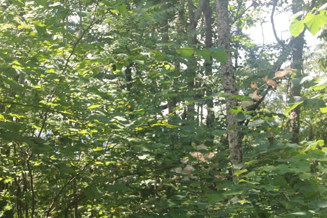 4103 Porch Rock Road, Pikeville, TN 37367