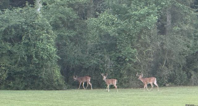 7891 Hillside Dr, Clinton, LA 70722