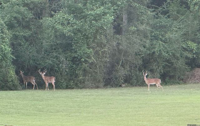 7891 Hillside Dr, Clinton, LA 70722