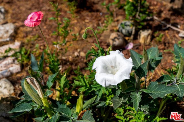 4015 Shelburn Court, Los Angeles, CA 90065