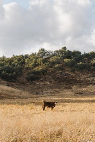 26904 Mesa Grande, Santa Ysabel, CA 92070