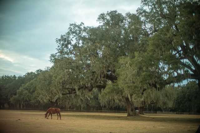 19 Middleton Oaks Road, Charleston, SC 29414