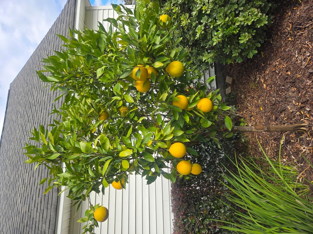 Image 54 of property listing at 201 Ash Court, Summerville, SC 29486