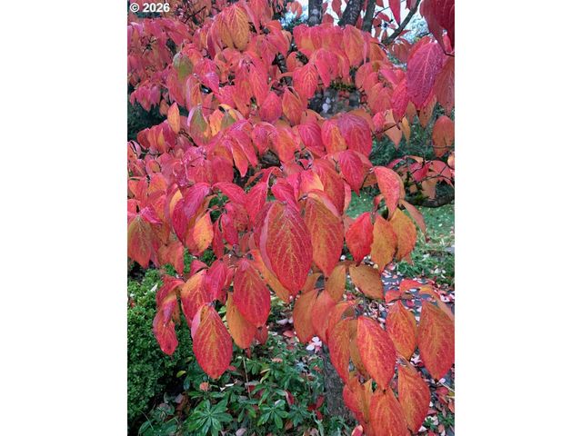 1506 Sw SPRING GARDEN St, Portland, OR 97219