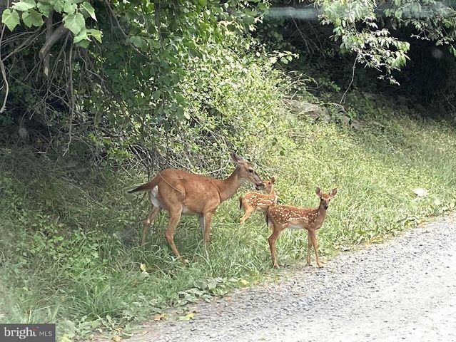 LOT D45-49, Stanley, VA 22851