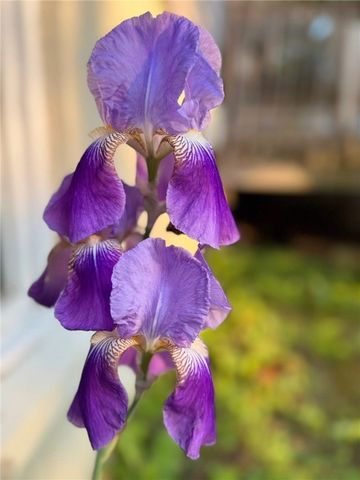 43 SANDYS Lane, Horseheads, NY 14845