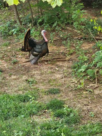 19271 Vineyard Road, Canehill, AR 72717