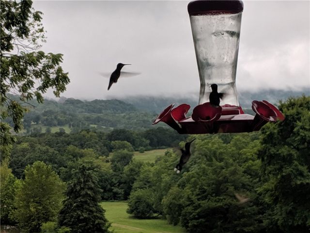 19271 Vineyard Road, Canehill, AR 72717