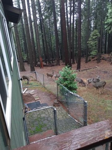 7220 Shasta Forest Drive, Shingletown, CA 96088