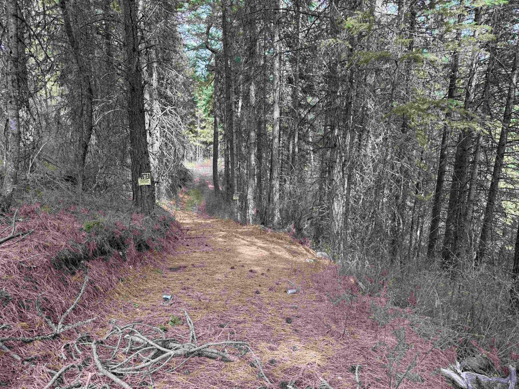 NNA Buck Creek Rd, Loon Lake, WA 99148 photo 5