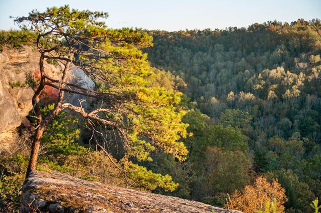 1484 Forest View Drive, Frenchburg, KY 40322