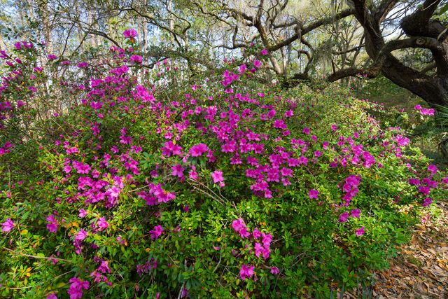 7717 White Point Road, Adams Run, SC 29426