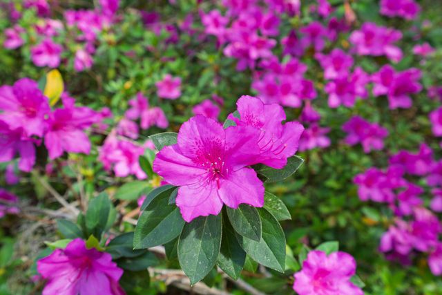 7717 White Point Road, Adams Run, SC 29426