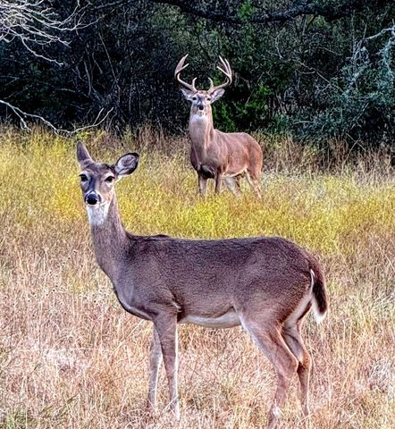 892 Baird Ranch RD, Johnson City, TX 78636