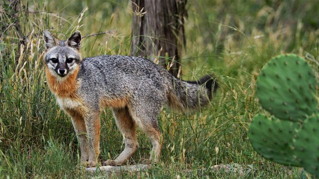 892 Baird Ranch RD, Johnson City, TX 78636