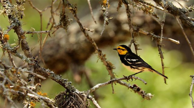 892 Baird Ranch RD, Johnson City, TX 78636