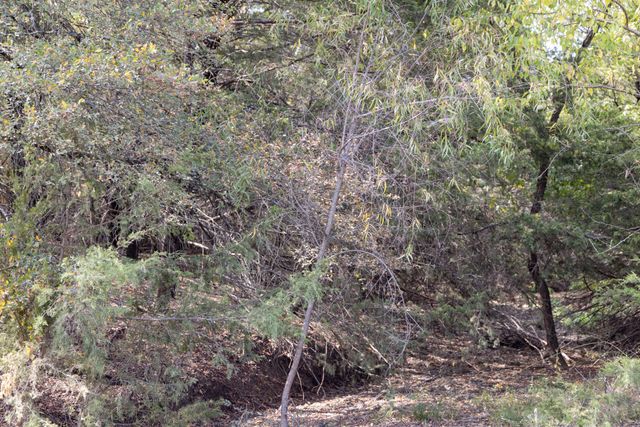 Tract 6 County Road 2935, Dodd City, TX 75438