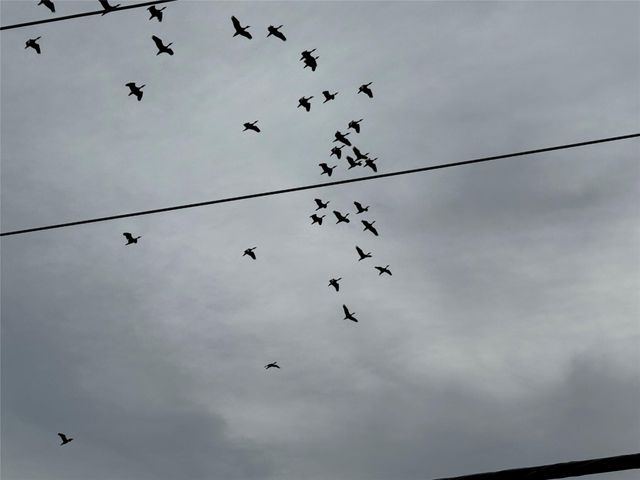 0 County Road 46, Danbury, TX 77534