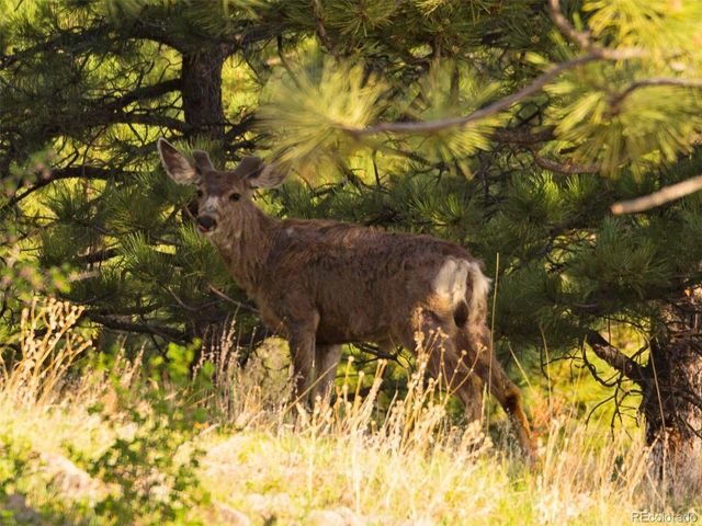 63 Canyon Pines Drive, Arvada, CO 80403