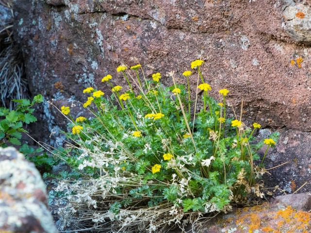 63 Canyon Pines Drive, Arvada, CO 80403