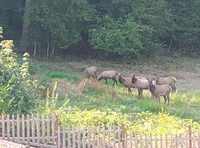 928 N Old Stage Road, Wolf Creek, OR 97497