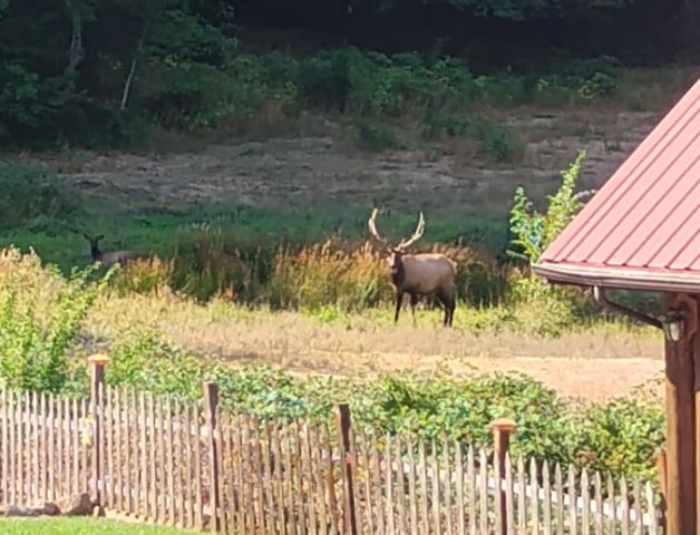 928 N Old Stage Road, Wolf Creek, OR 97497