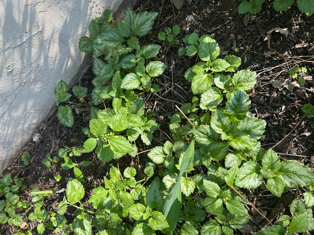 19178 147th Street NW, Elk River, MN 55330