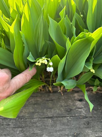 19178 147th Street NW, Elk River, MN 55330