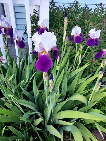 6 Marilyn Drive, Belmont, NH 03220