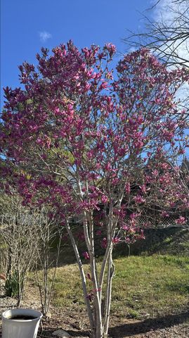 444 Elizabeth Drive, Branson, MO 65616