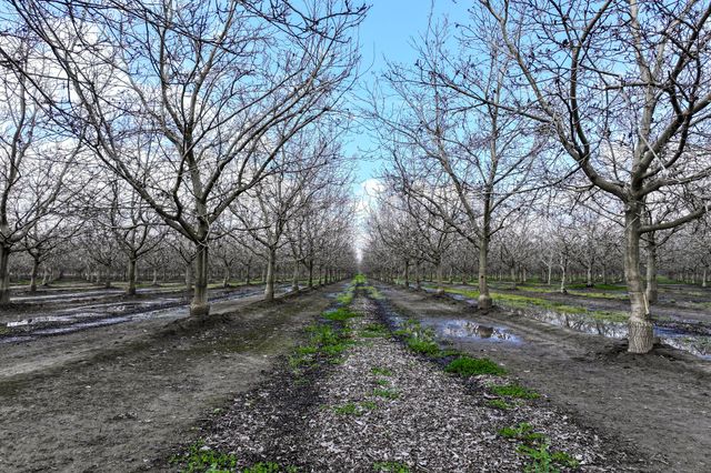 Rd 180, Strathmore, CA 93267