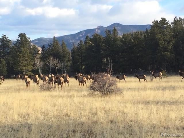 13909 Stone Chimney Ln, Pine, CO 80470