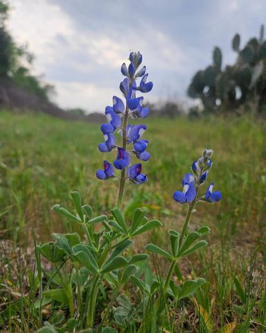 4668 Fm 535, Cedar Creek, TX 78612