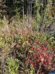 16435 Alsea Hwy, Alsea, OR 97324