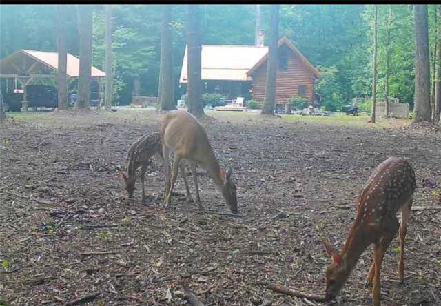 222 Grouse Lane, Talking Rock, GA 30175