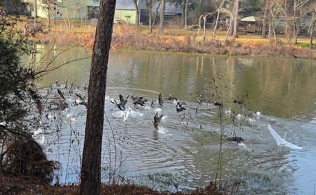 15823 Stagecoach Road, Stagecoach, TX 77355