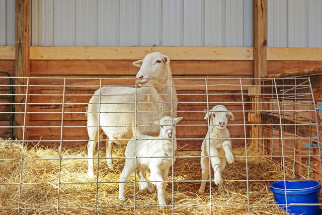 2138 Mudsock Road, Hillsboro, KY 41049