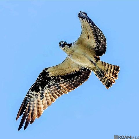 18167 Kenner Dr, Prairieville, LA 70769