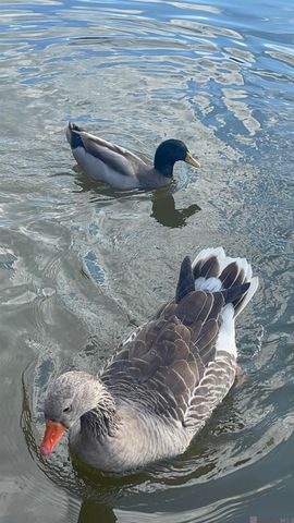 18167 Kenner Dr, Prairieville, LA 70769