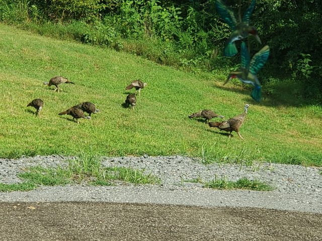 57 Lakeside Dr, Carthage, TN 37030