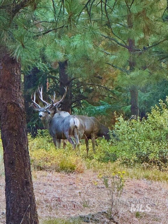 62924 Wolf Creek Ln, North Powder, OR 97867 photo 5