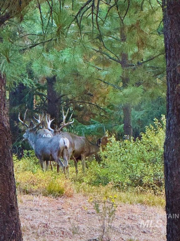 62924 Wolf Creek Ln, North Powder, OR 97867 photo 8