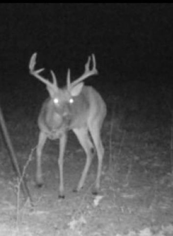 267 Private Road 6294, Palestine, TX 75801