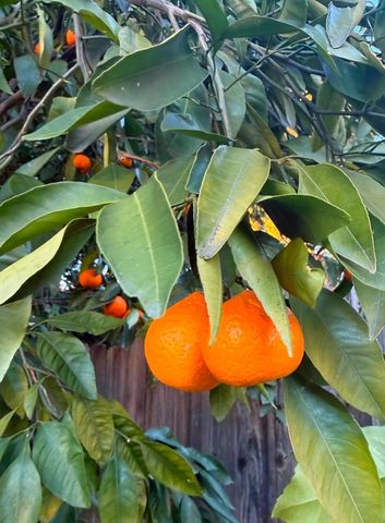 12609 Quail Hollow Dr, Auburn, CA 95603