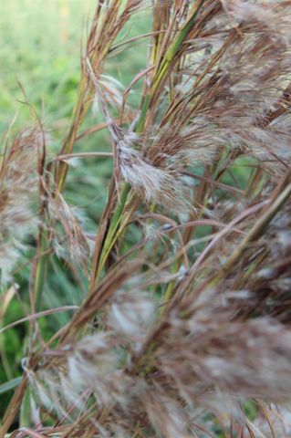 1828 Grey Falcon Circle SW, Vero Beach, FL 32962