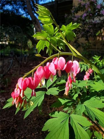 707 W Columbia Street, Chippewa Falls, WI 54729