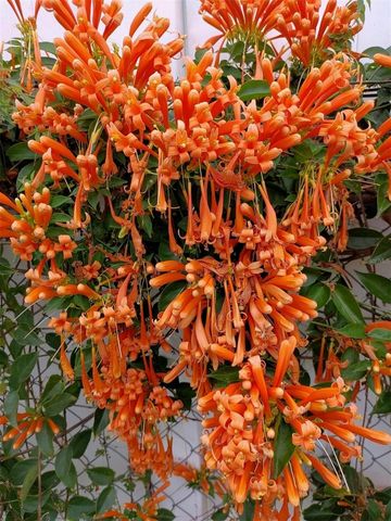 7800 BROOKRIDGE DRIVE, Port Richey, FL 34668