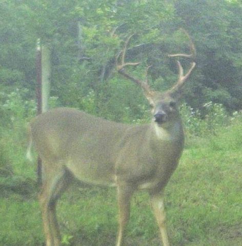 99 Judkins Ln, Hickman, TN 38567