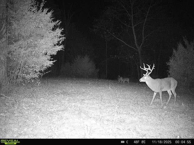 99 Judkins Ln, Hickman, TN 38567