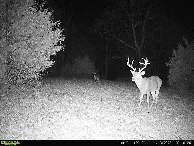 99 Judkins Ln, Hickman, TN 38567